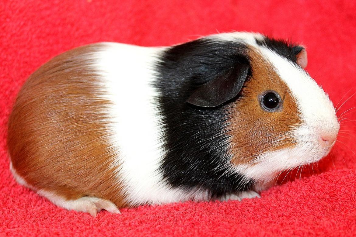 Marsvin Koreskas ABBY billede 2