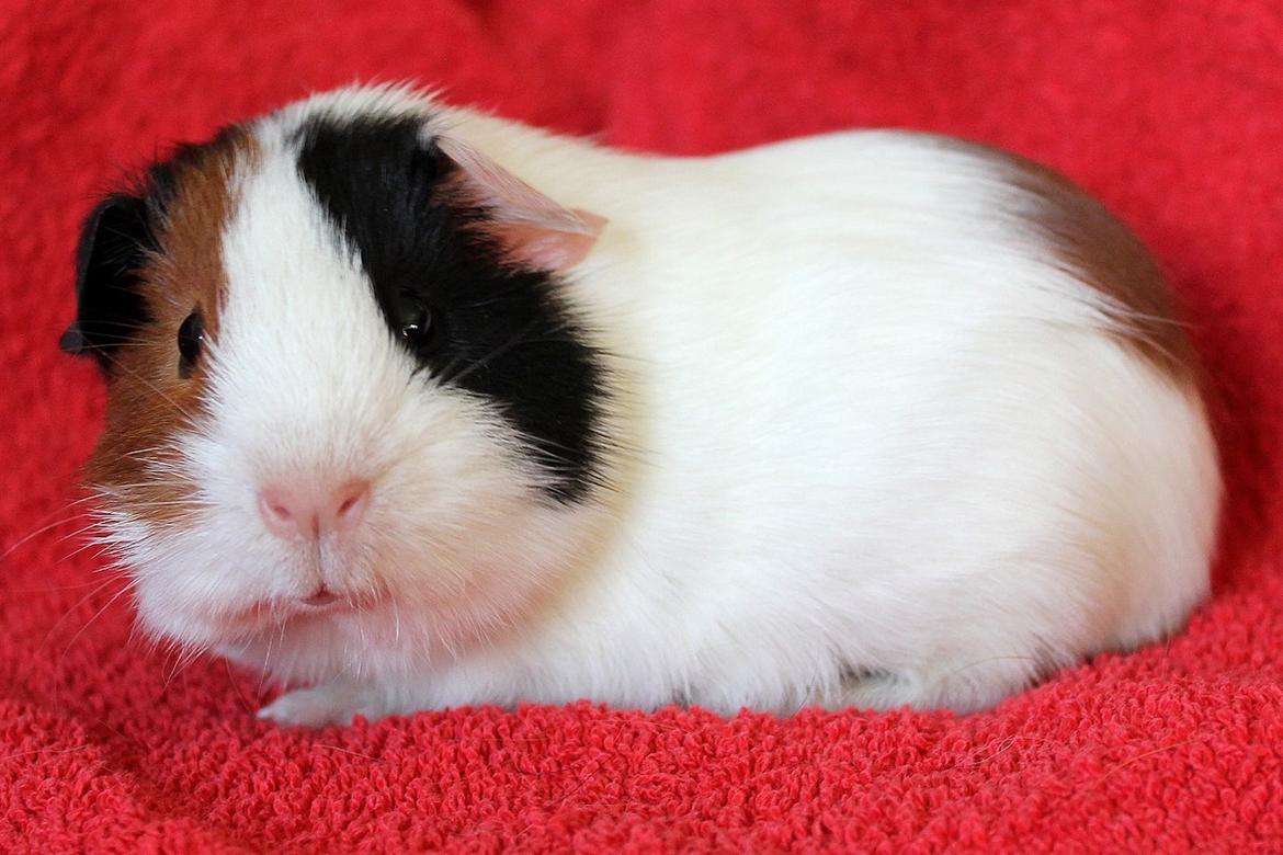 Marsvin Koreskas ABBY billede 4