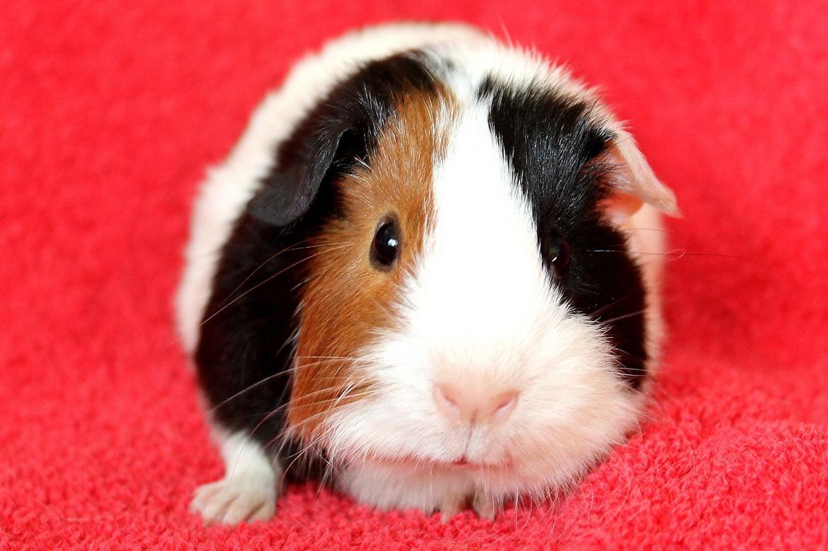 Marsvin Koreskas ABBY billede 3