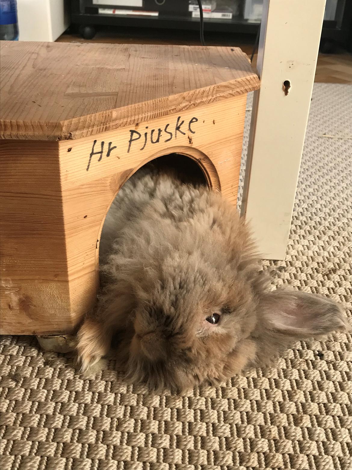 Kanin Pjuske R.I.P 3/6-2019 - Pjuske som der hygger billede 30