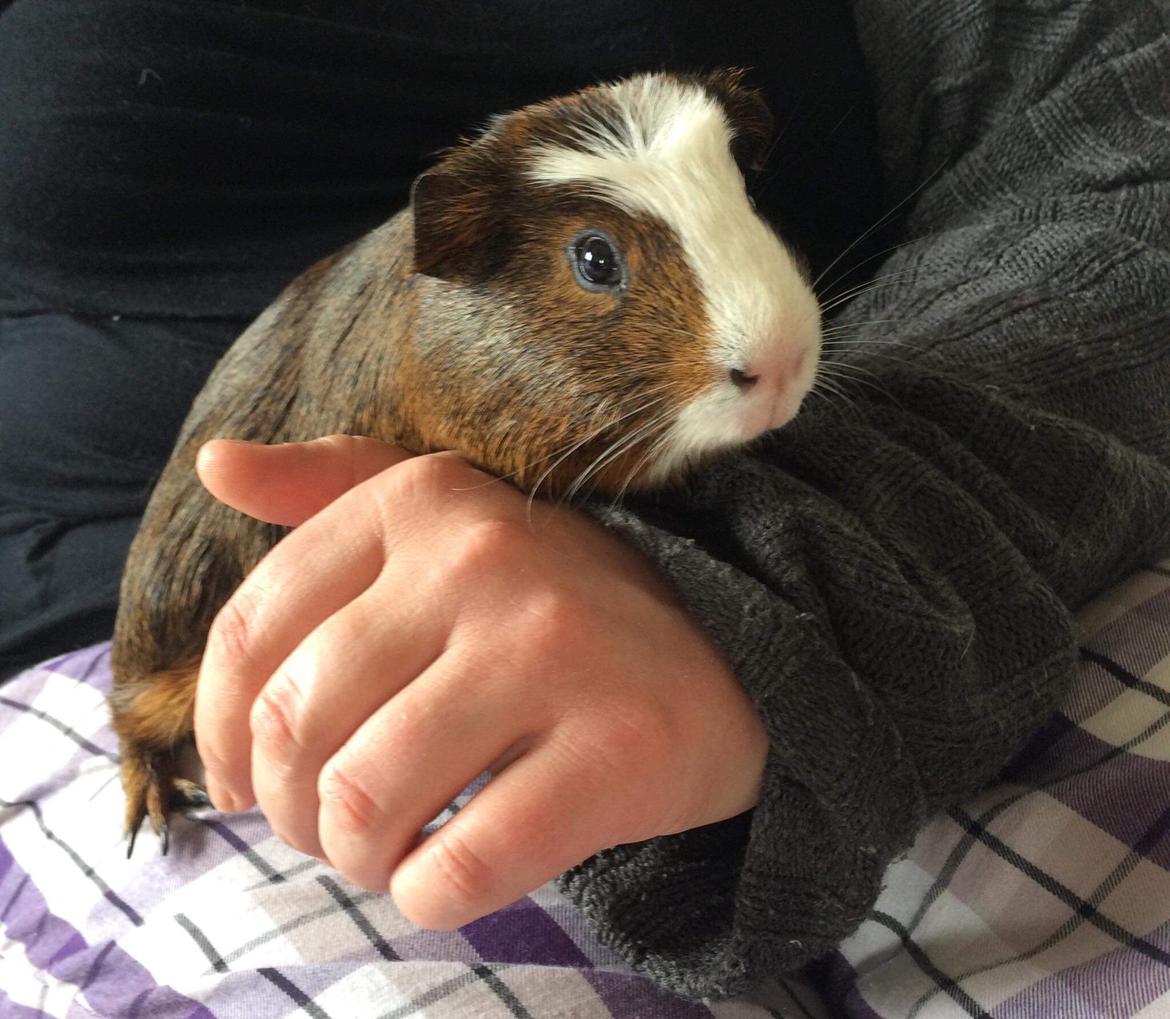 Marsvin Elvis billede 6