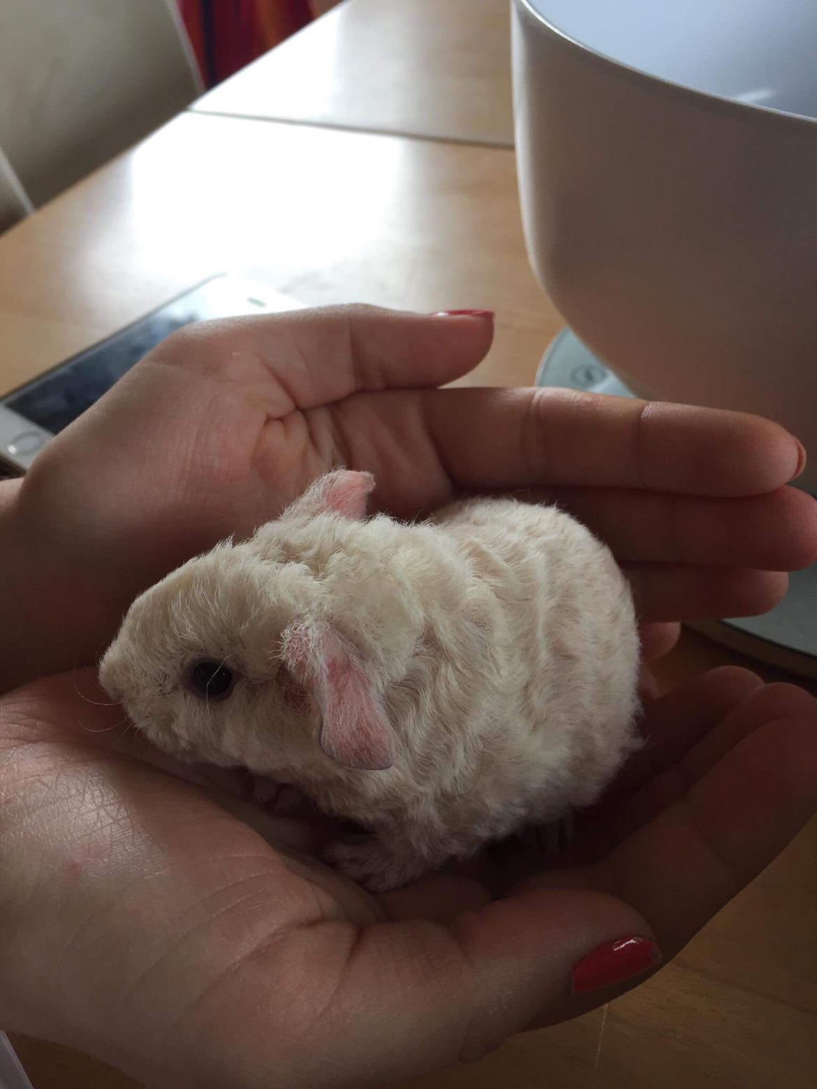 Marsvin Bounty  billede 2