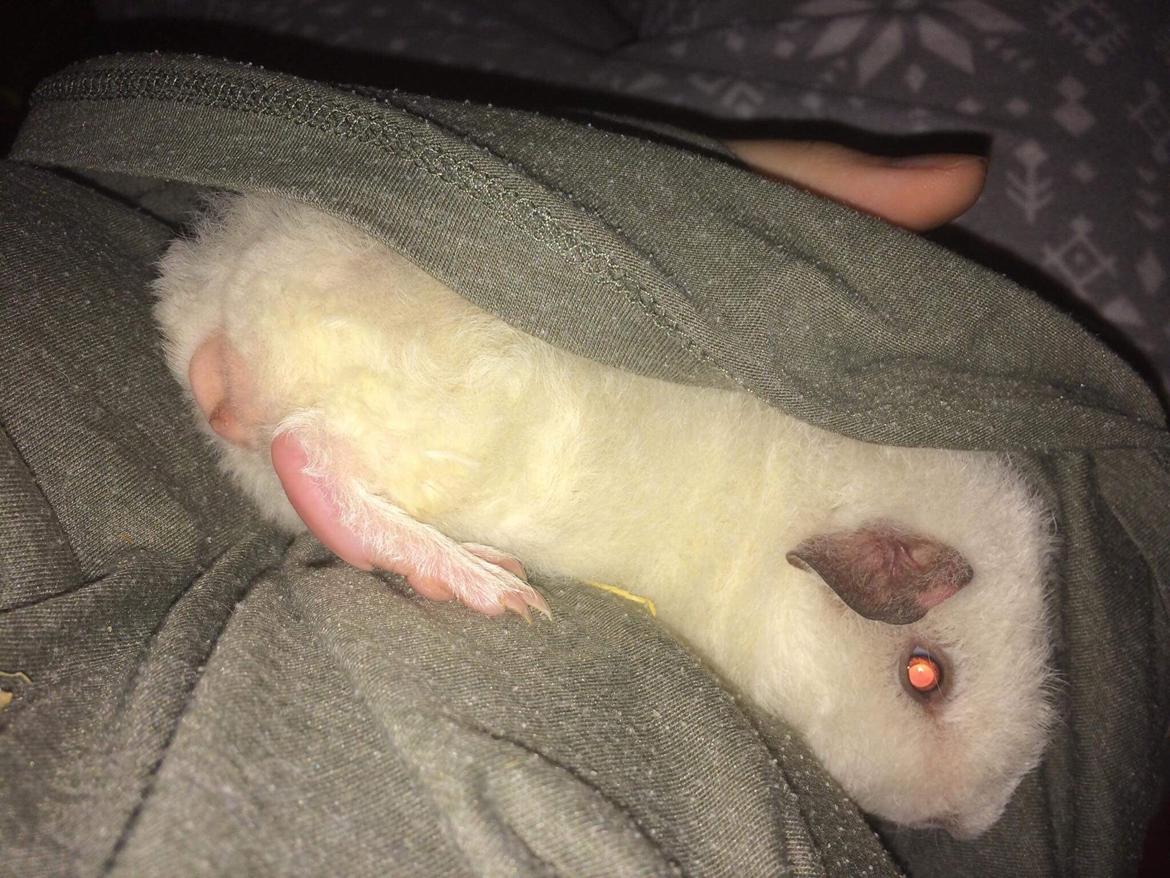 Marsvin Bounty  billede 3