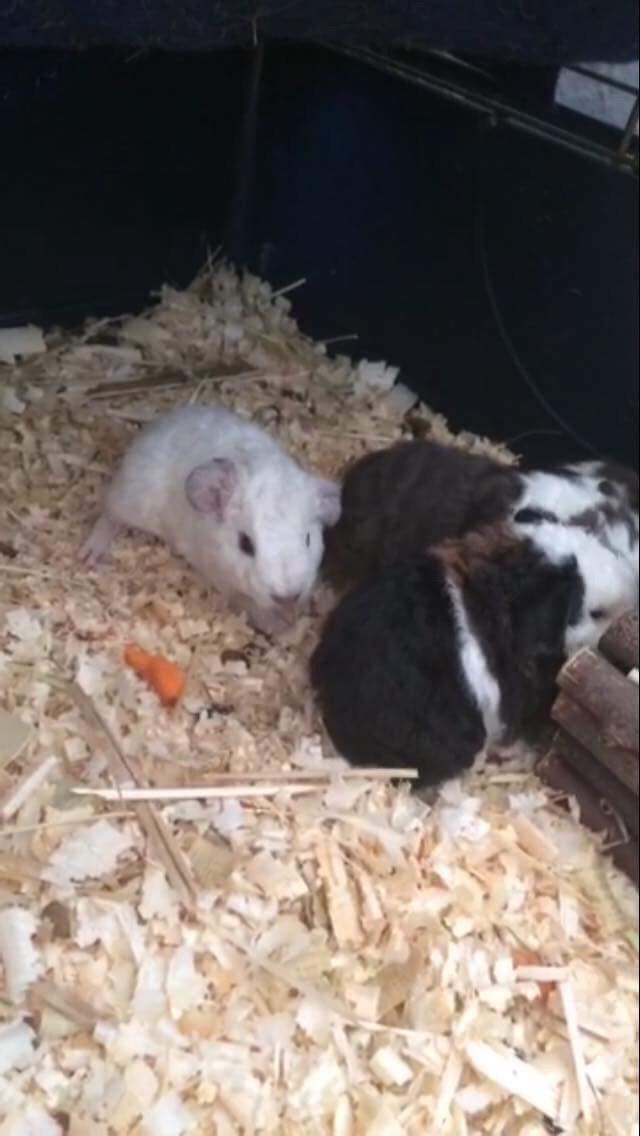 Marsvin Bounty  billede 4