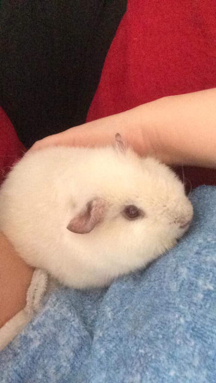 Marsvin Bounty  billede 5