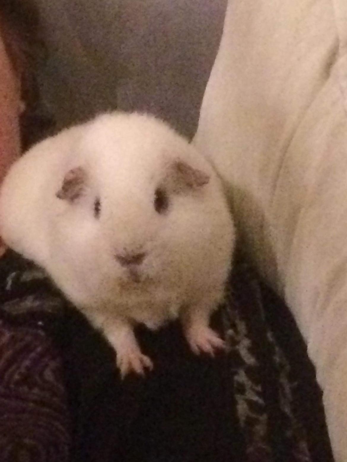 Marsvin Bounty  billede 9