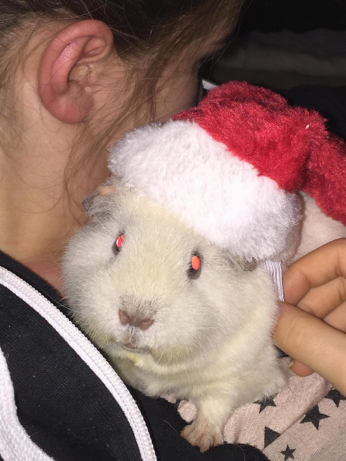 Marsvin Bounty  billede 1