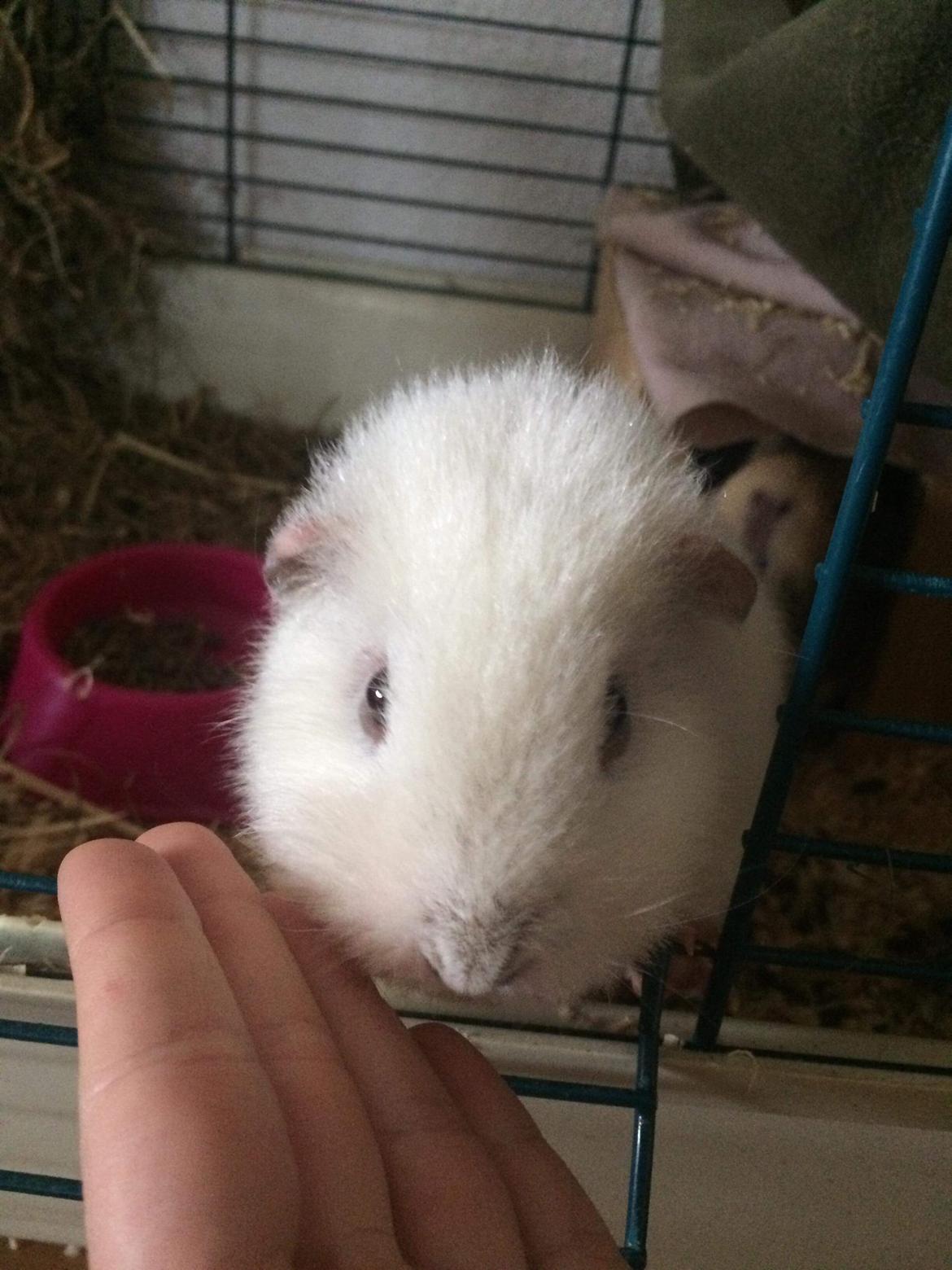 Marsvin Bounty  billede 11