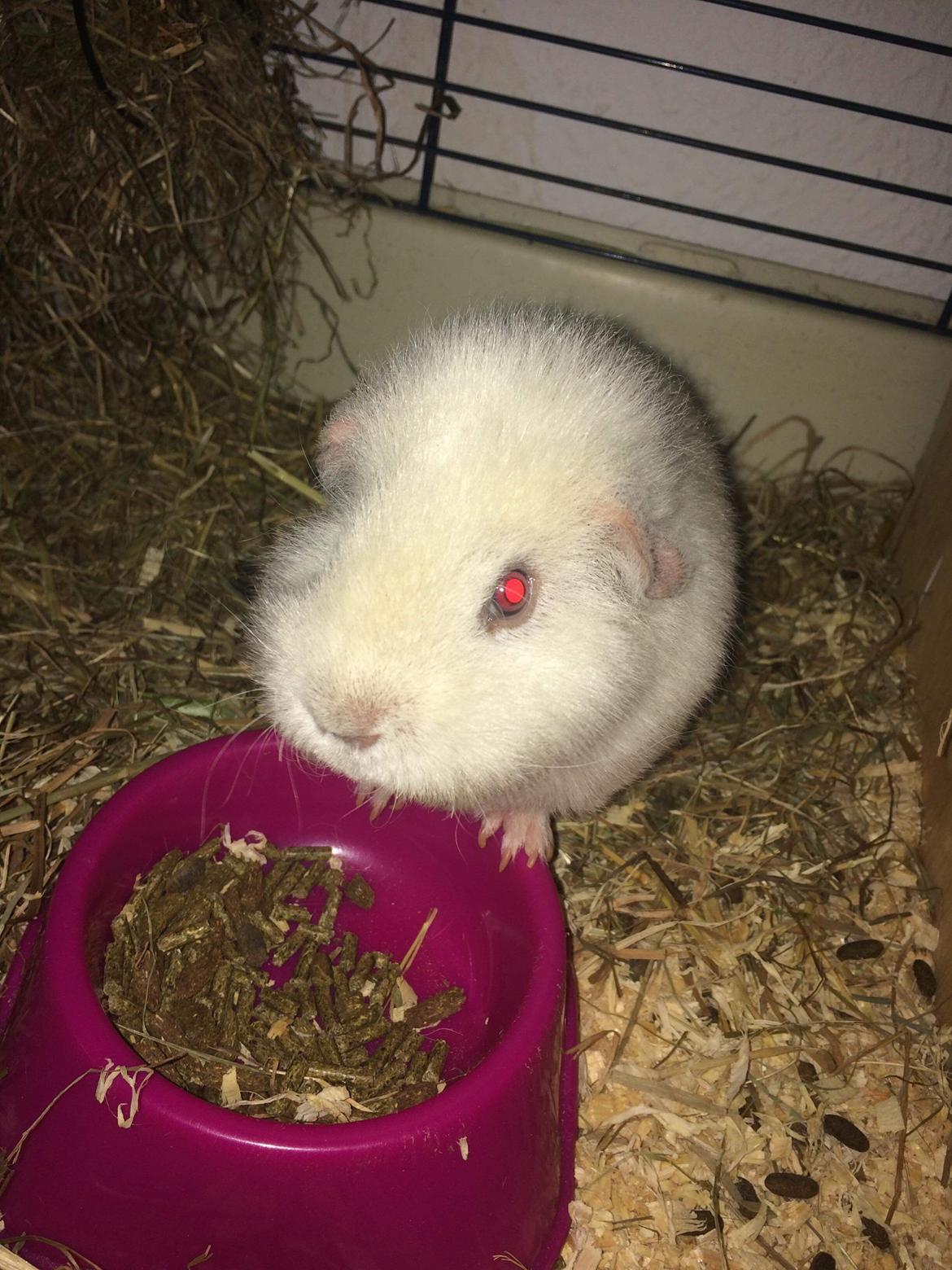 Marsvin Bounty  billede 10