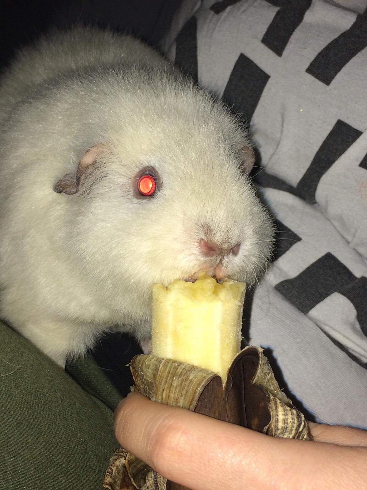 Marsvin Bounty  billede 14