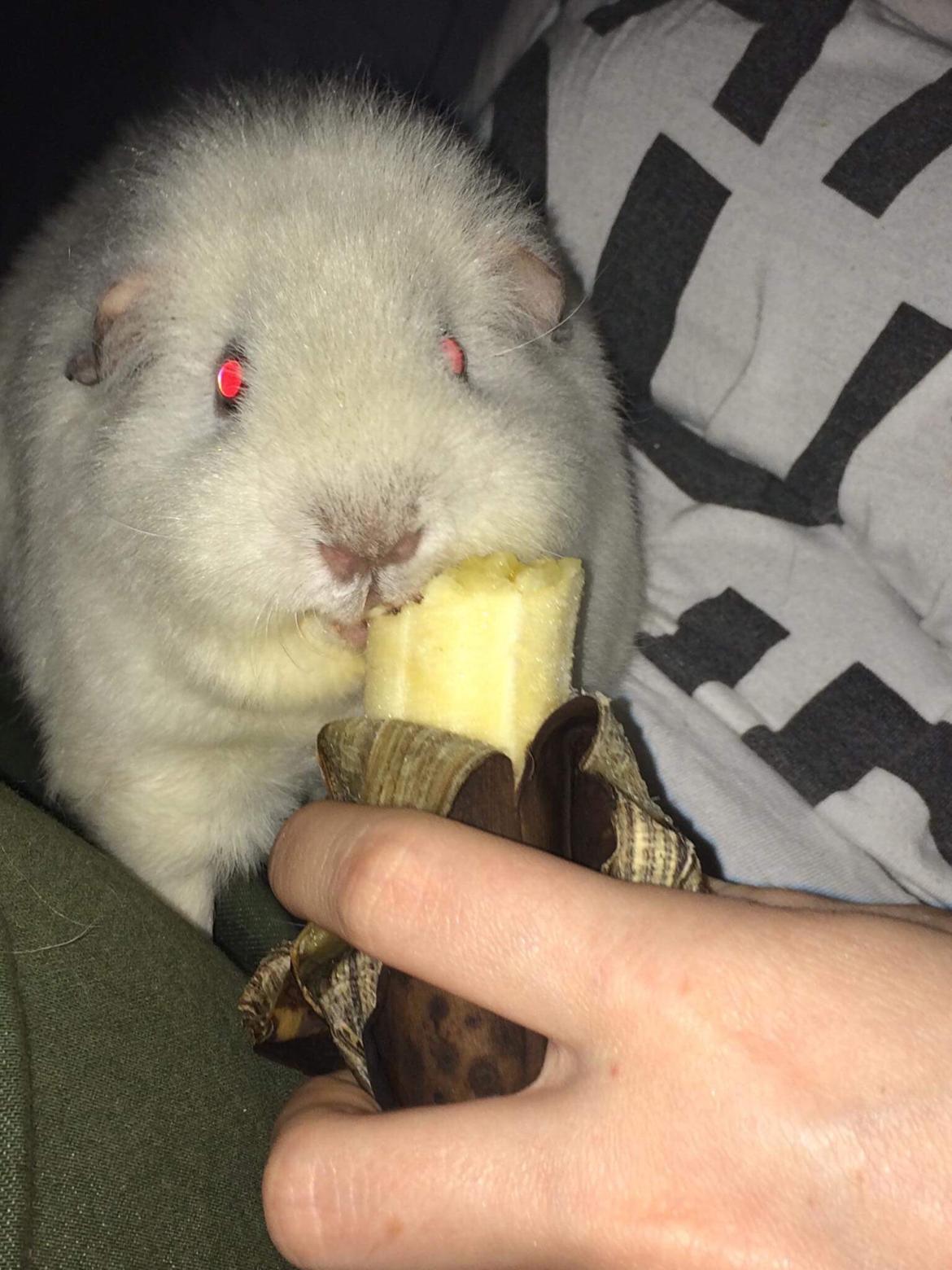 Marsvin Bounty  billede 15