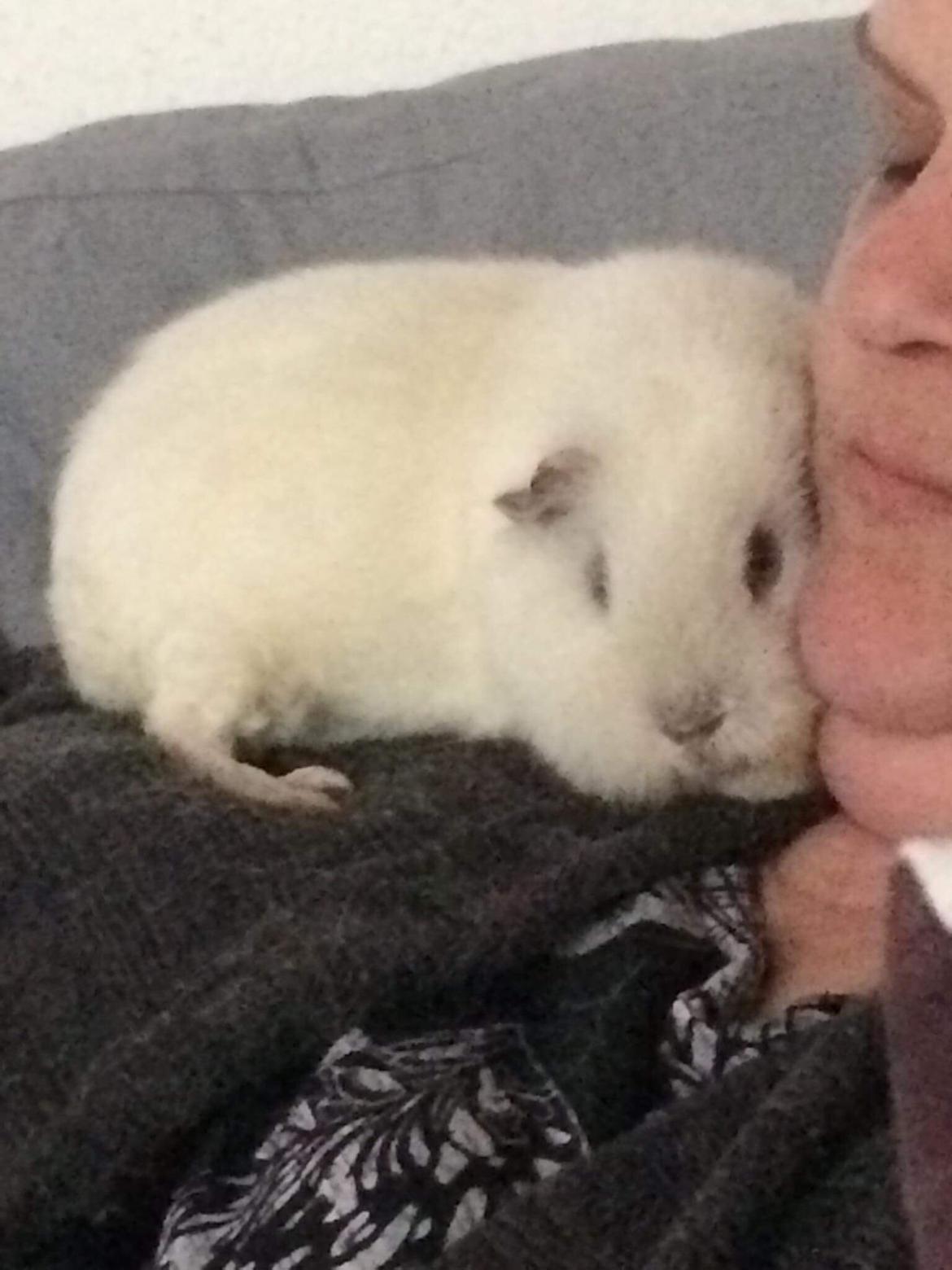 Marsvin Bounty  billede 16