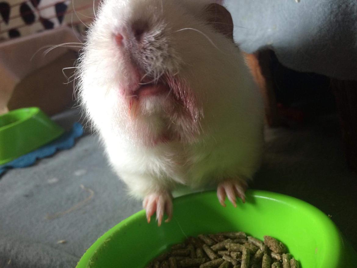 Marsvin Bounty  billede 17