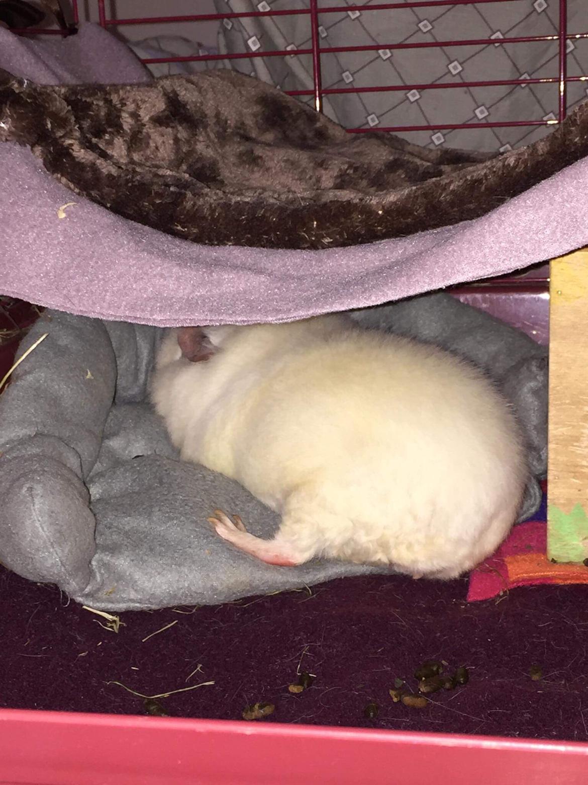 Marsvin Bounty  billede 18