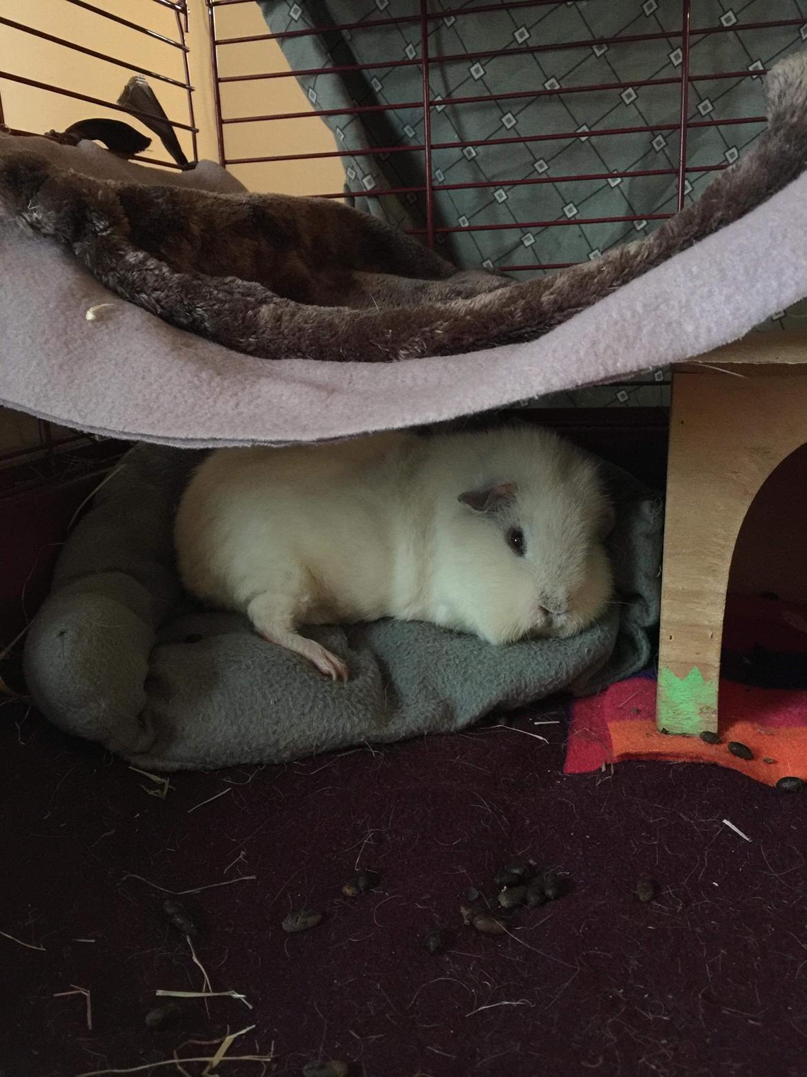 Marsvin Bounty  billede 19