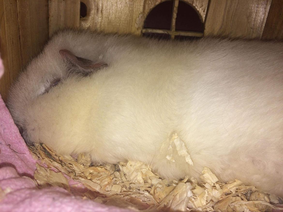 Marsvin Bounty  billede 20