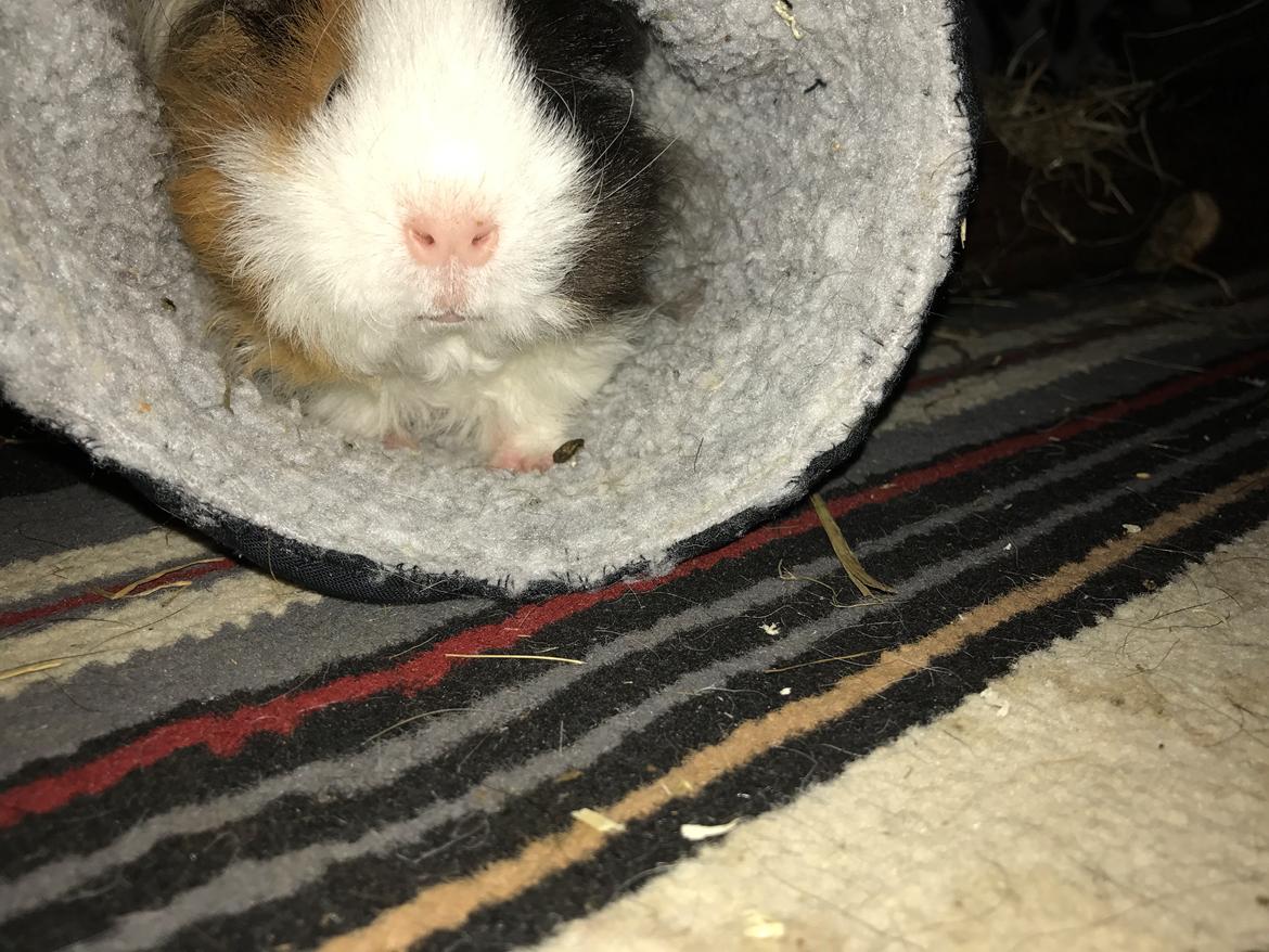 Marsvin Frodana's Victoria billede 2