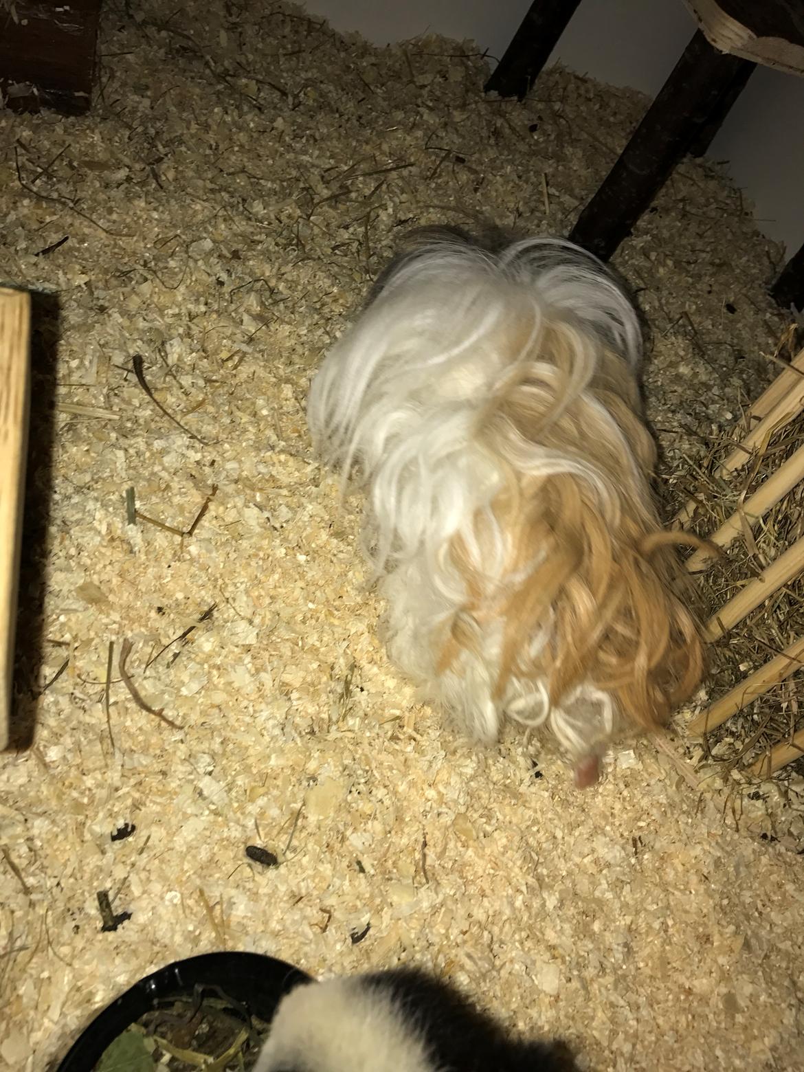 Marsvin Frodana's Victoria billede 3