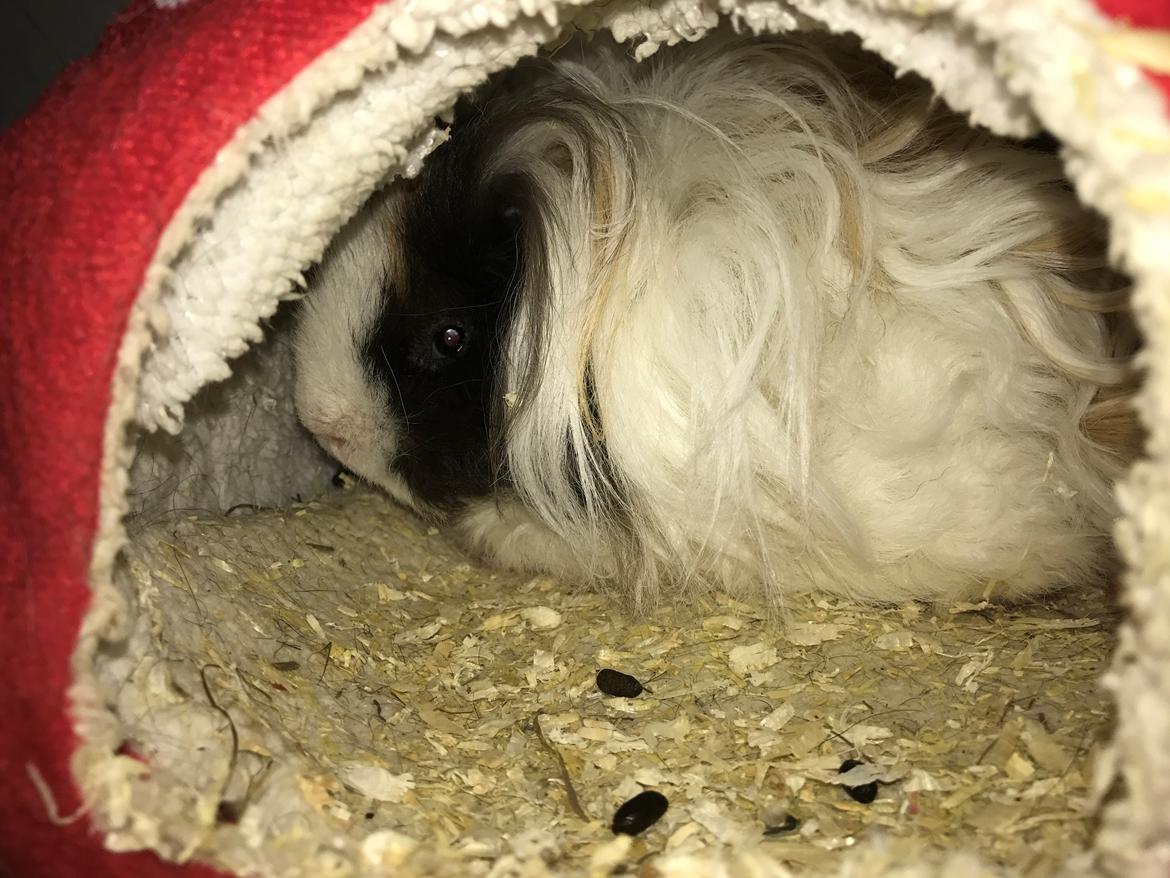 Marsvin Frodana's Victoria billede 1