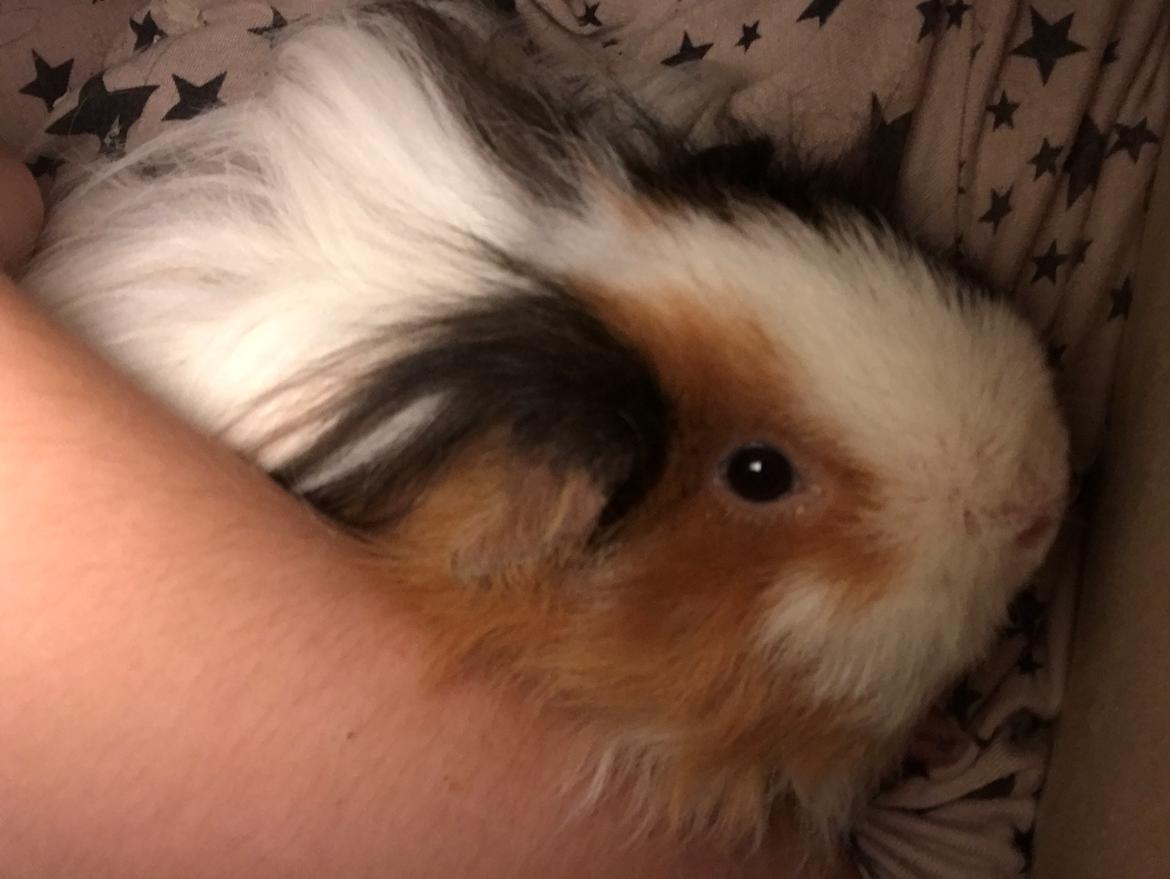 Marsvin Frodana's Victoria billede 5