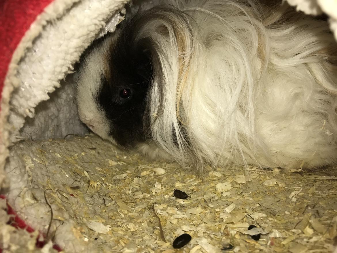 Marsvin Frodana's Victoria billede 4