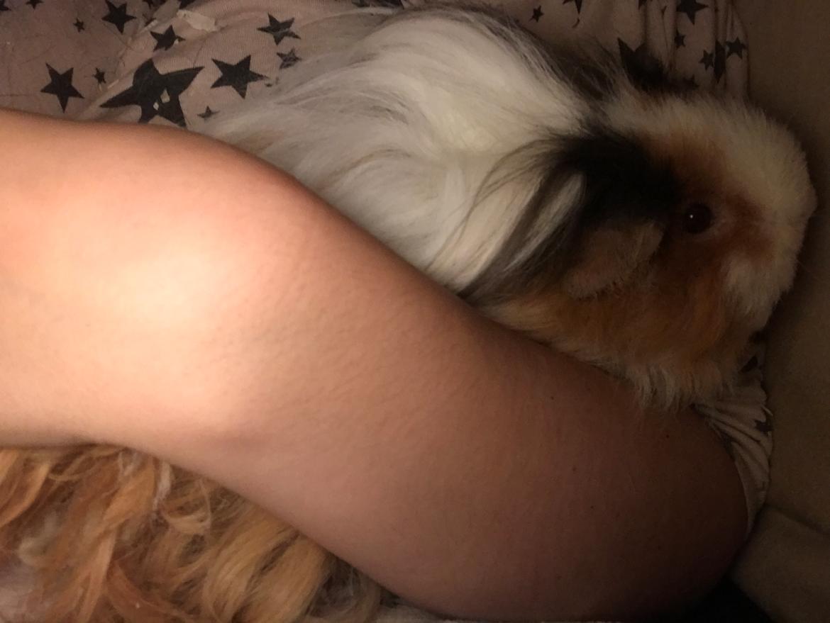 Marsvin Frodana's Victoria billede 6