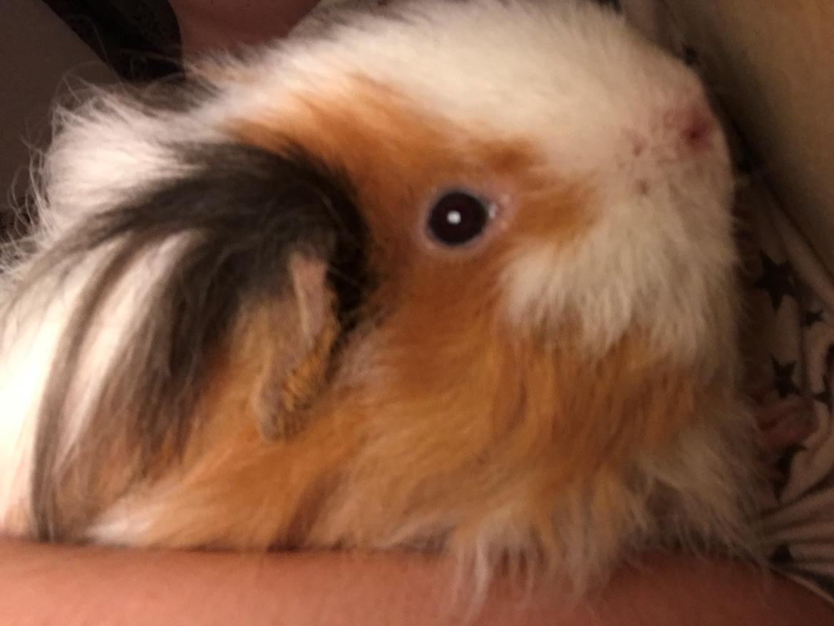 Marsvin Frodana's Victoria billede 7