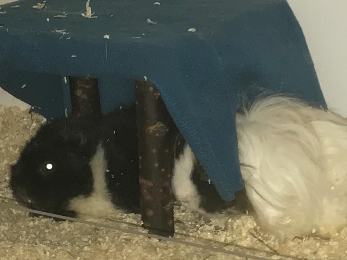 Marsvin Frodana's Victoria billede 9