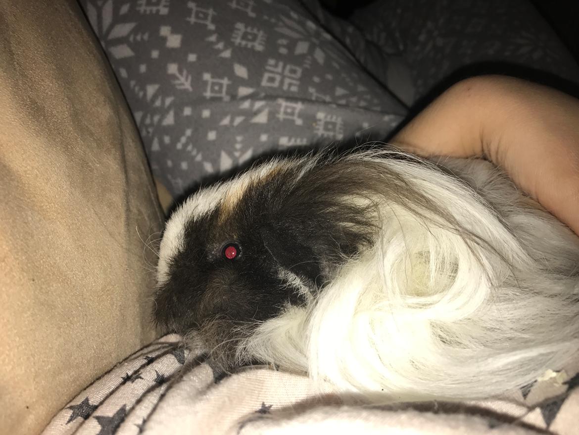 Marsvin Frodana's Victoria billede 8