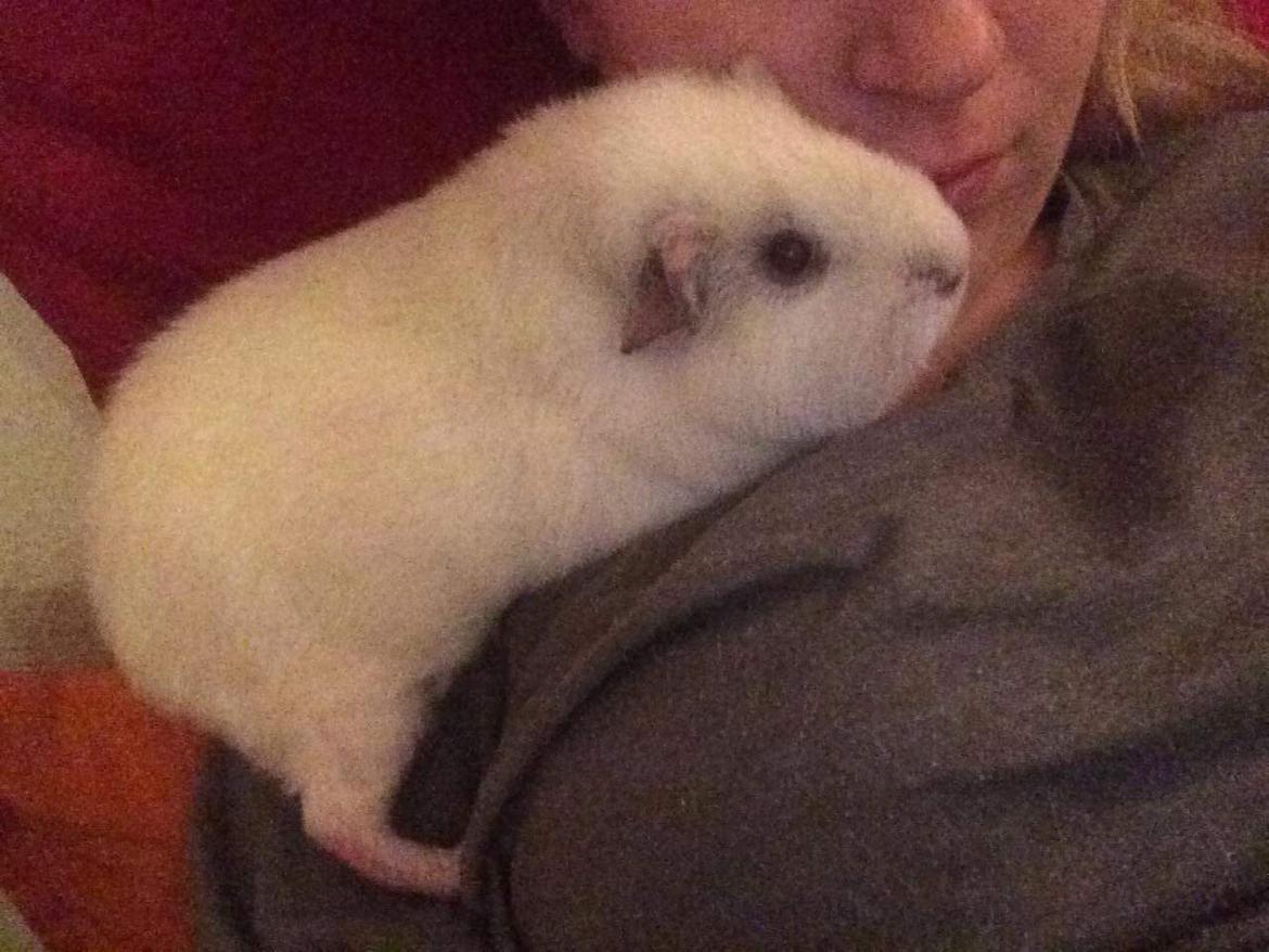 Marsvin Bounty  billede 8