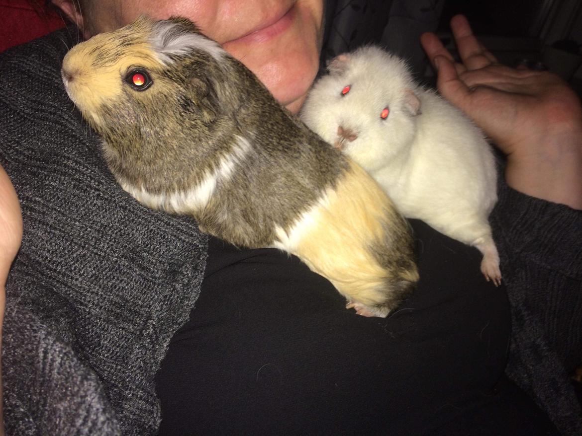 Marsvin Bounty  billede 7