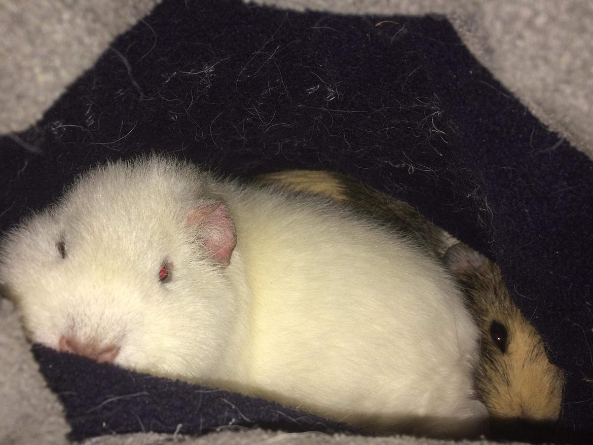 Marsvin Bounty  billede 6