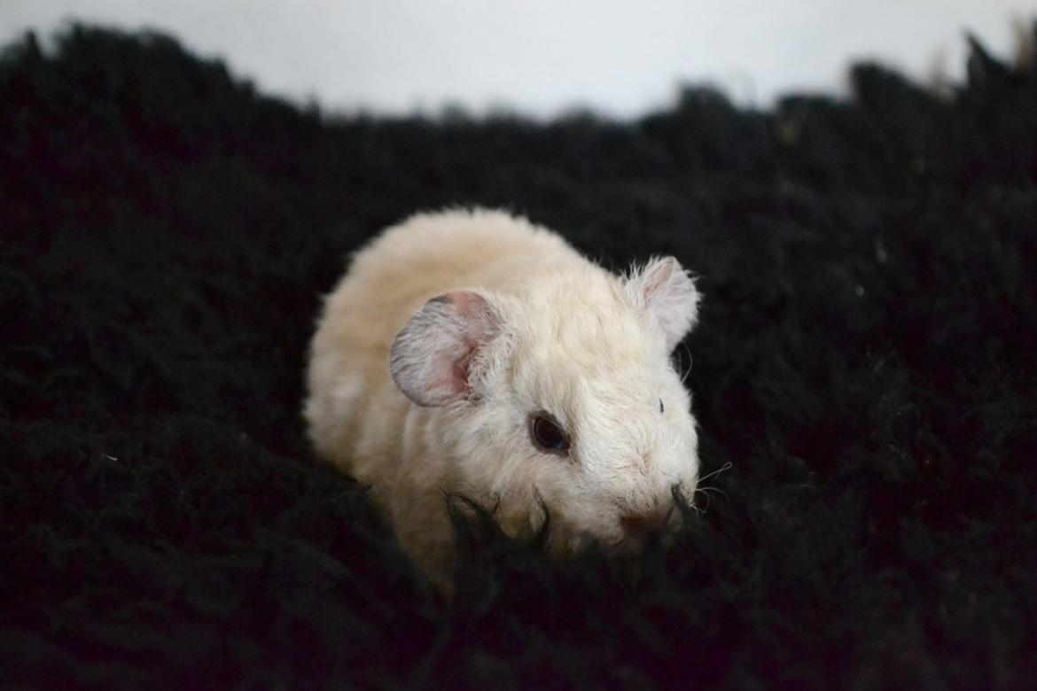 Marsvin Bounty  billede 21