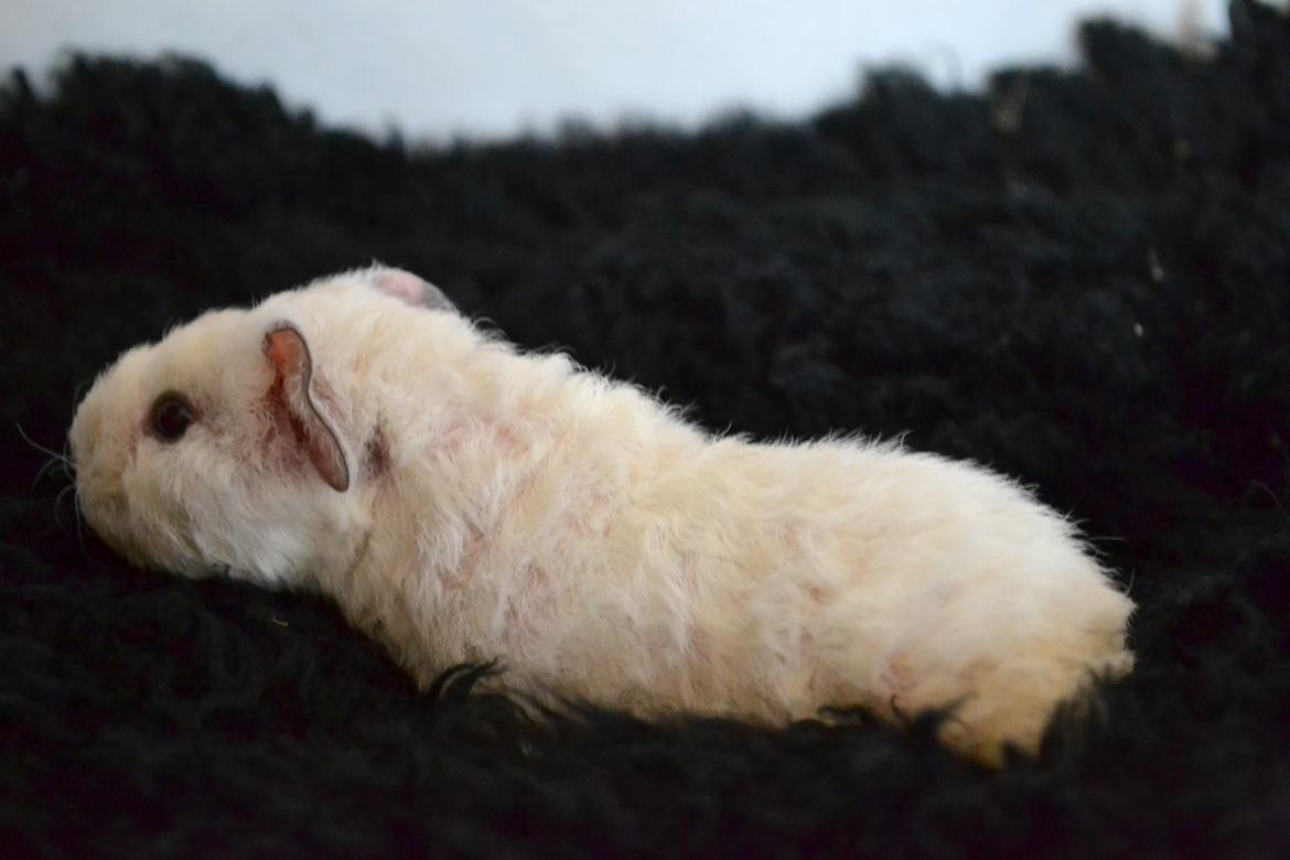 Marsvin Bounty  billede 22