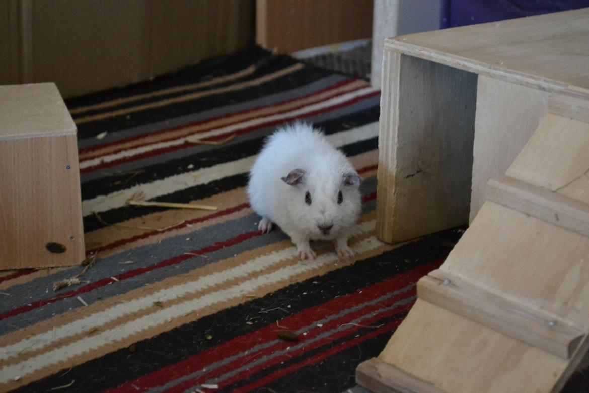 Marsvin Bounty  billede 23