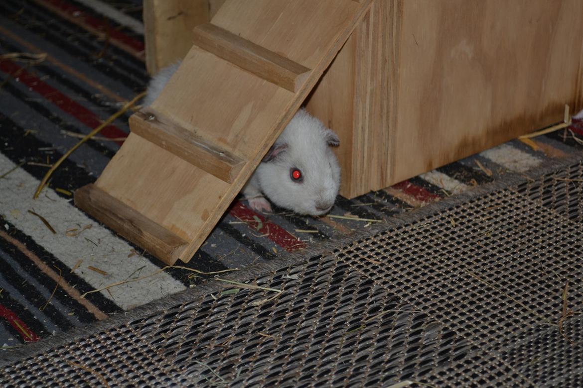 Marsvin Bounty  billede 24