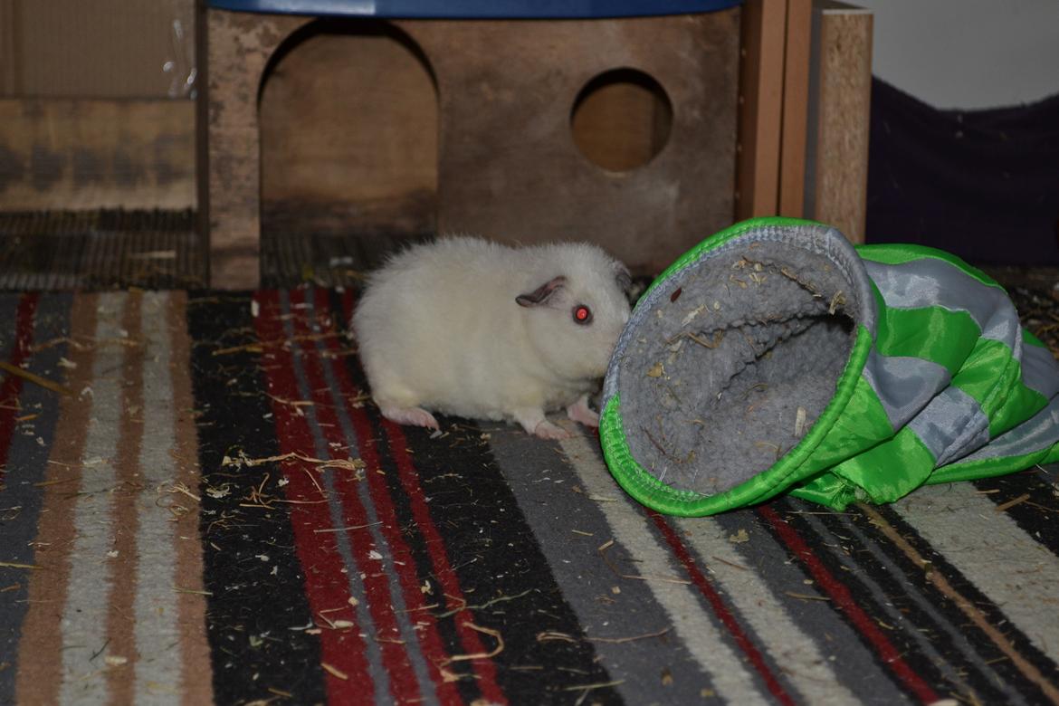 Marsvin Bounty  billede 26