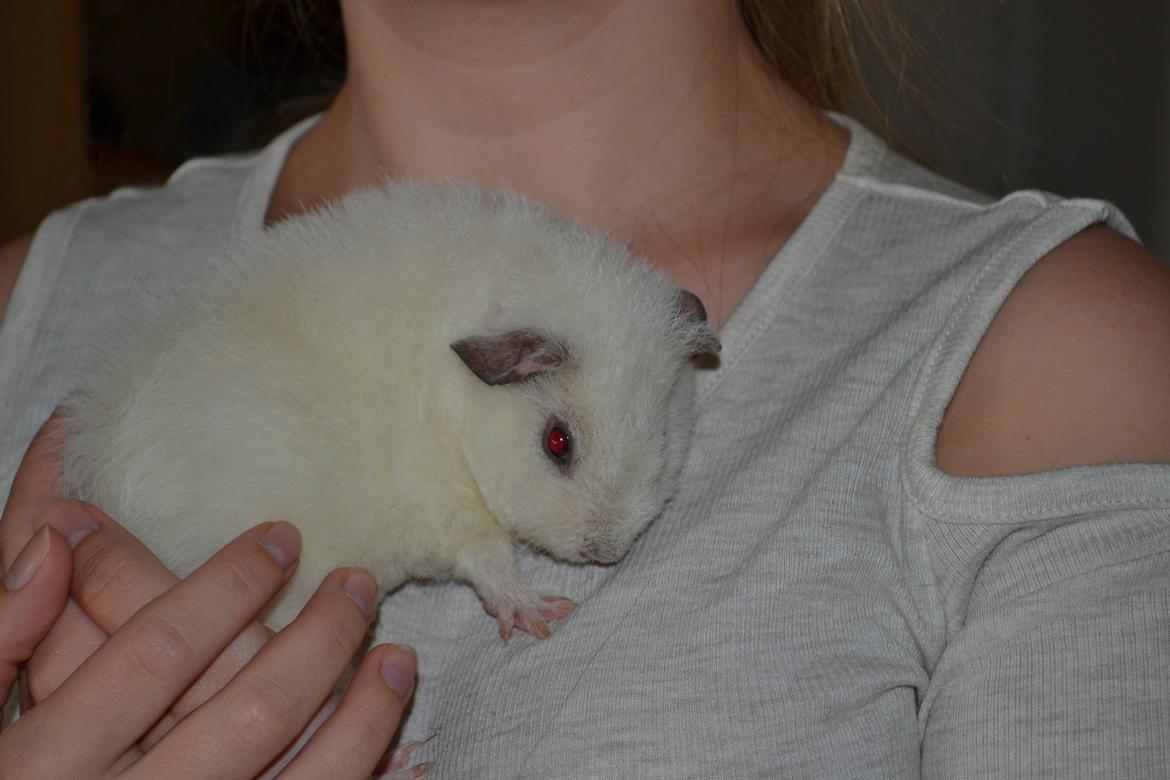 Marsvin Bounty  billede 29