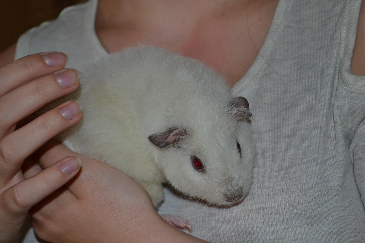 Marsvin Bounty  billede 32