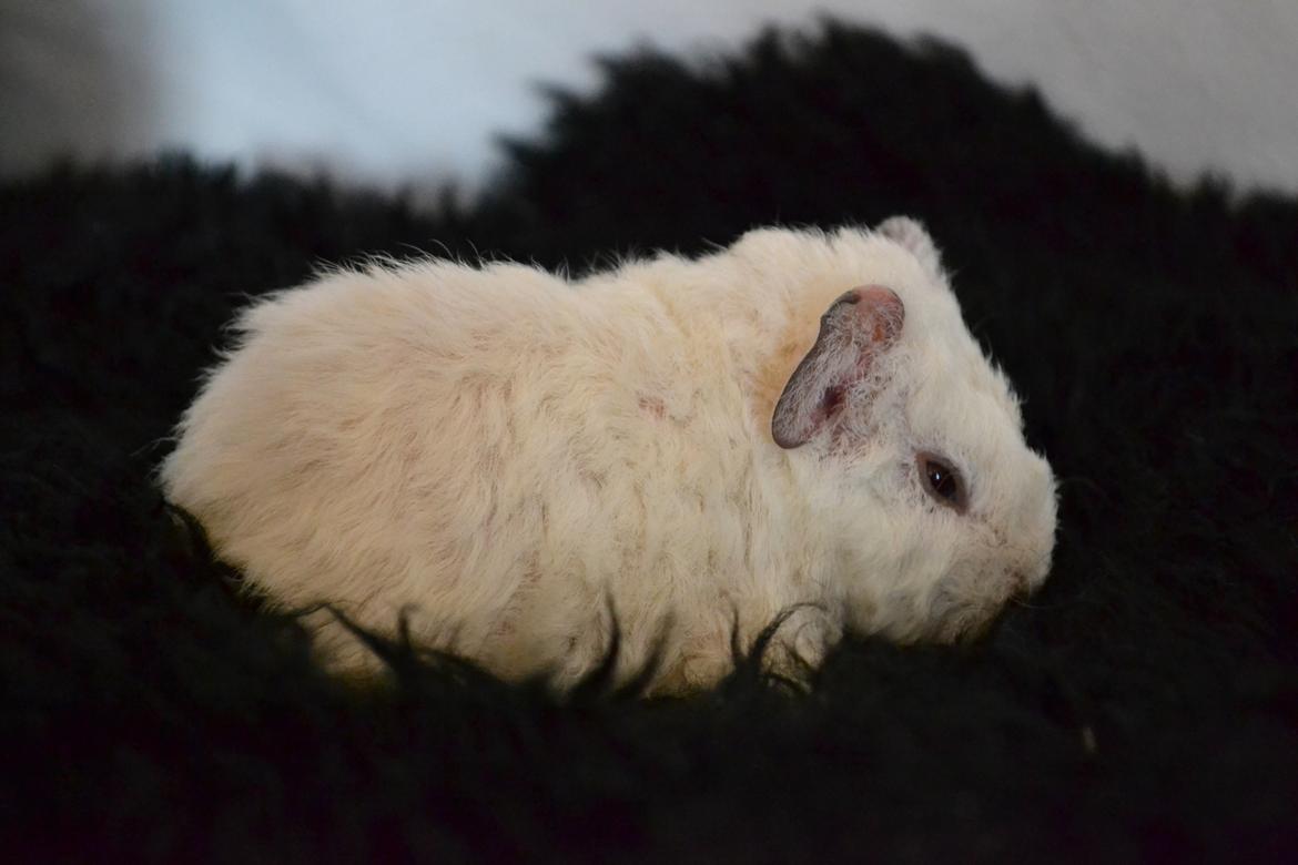 Marsvin Bounty  billede 25