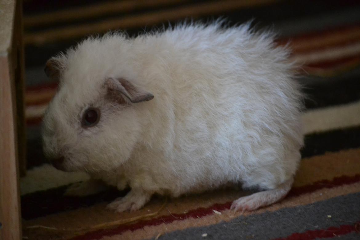 Marsvin Bounty  billede 27