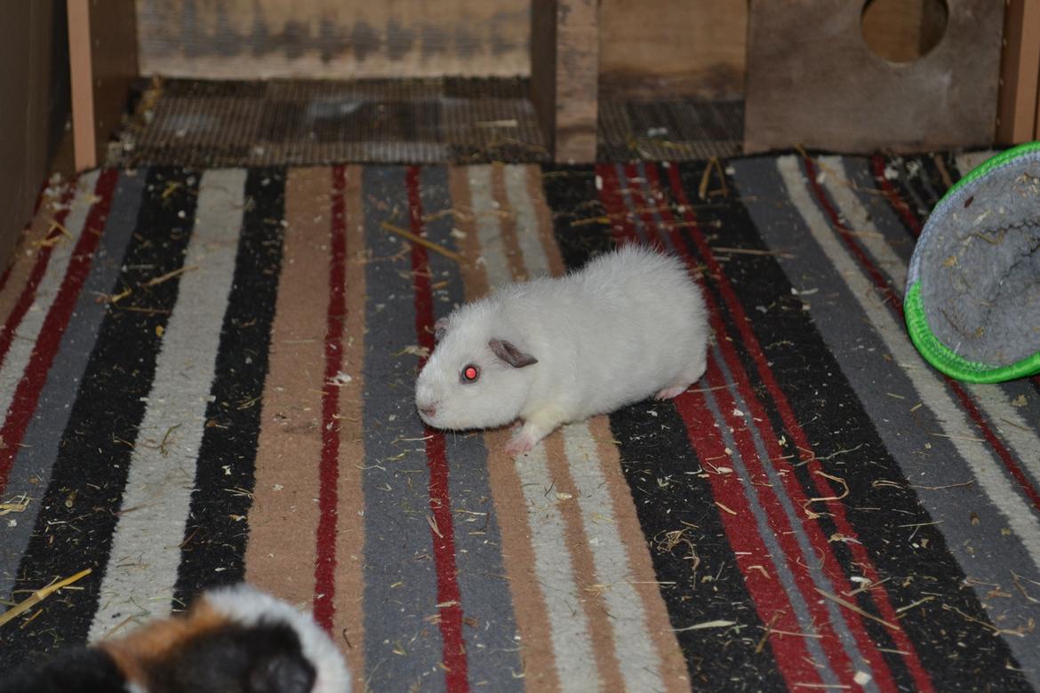 Marsvin Bounty  billede 31