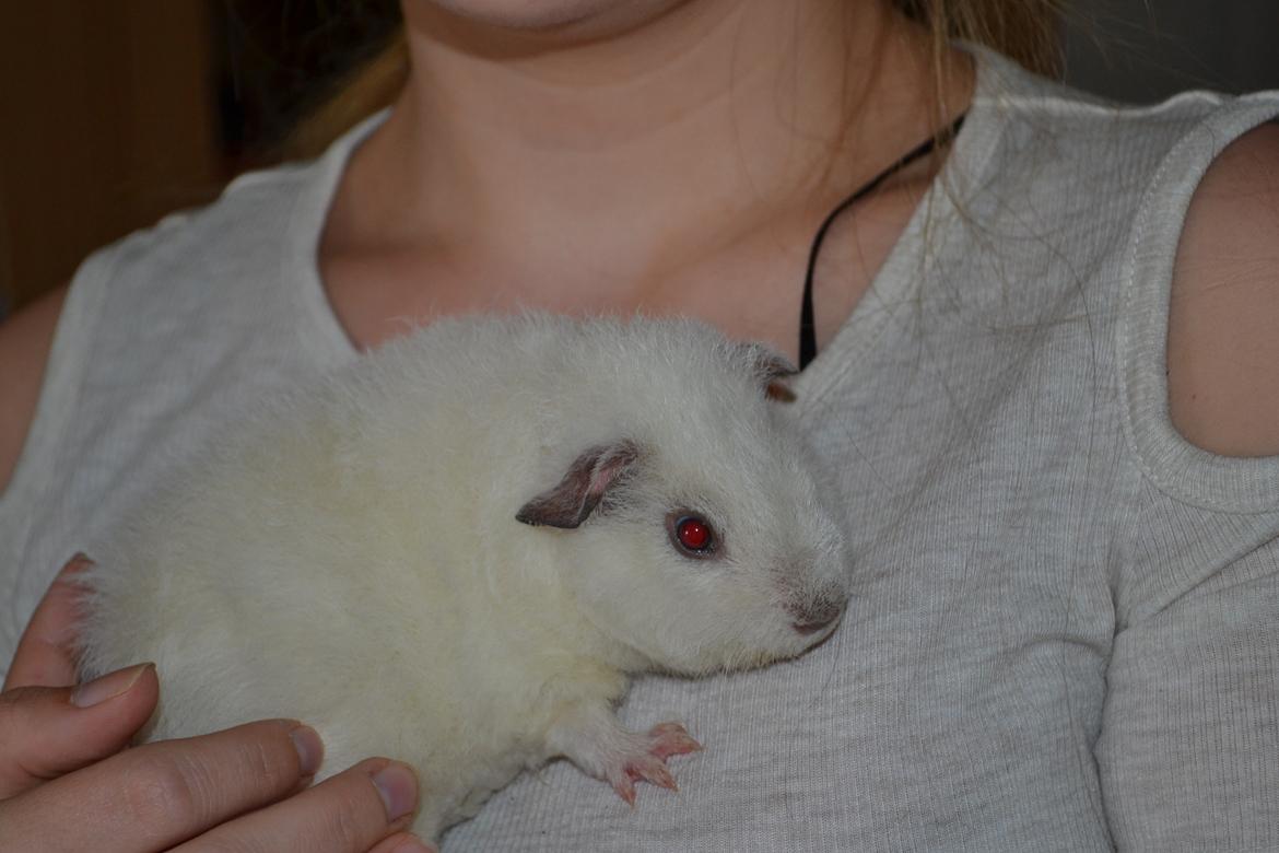 Marsvin Bounty  billede 28