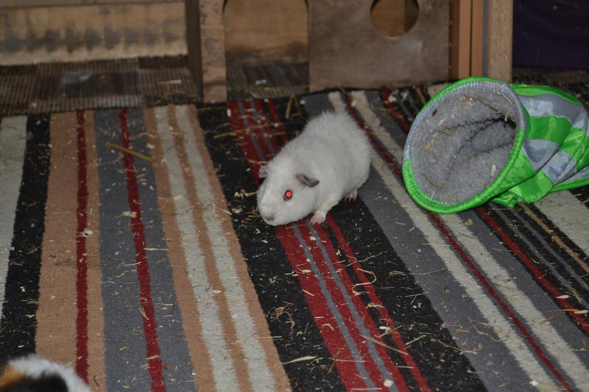 Marsvin Bounty  billede 30