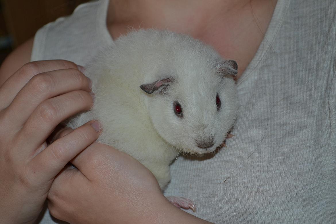 Marsvin Bounty  billede 33