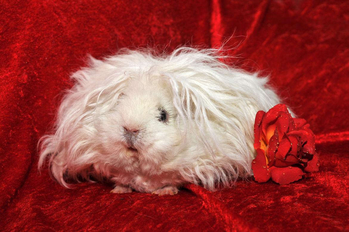 Marsvin Zniffie  billede 2