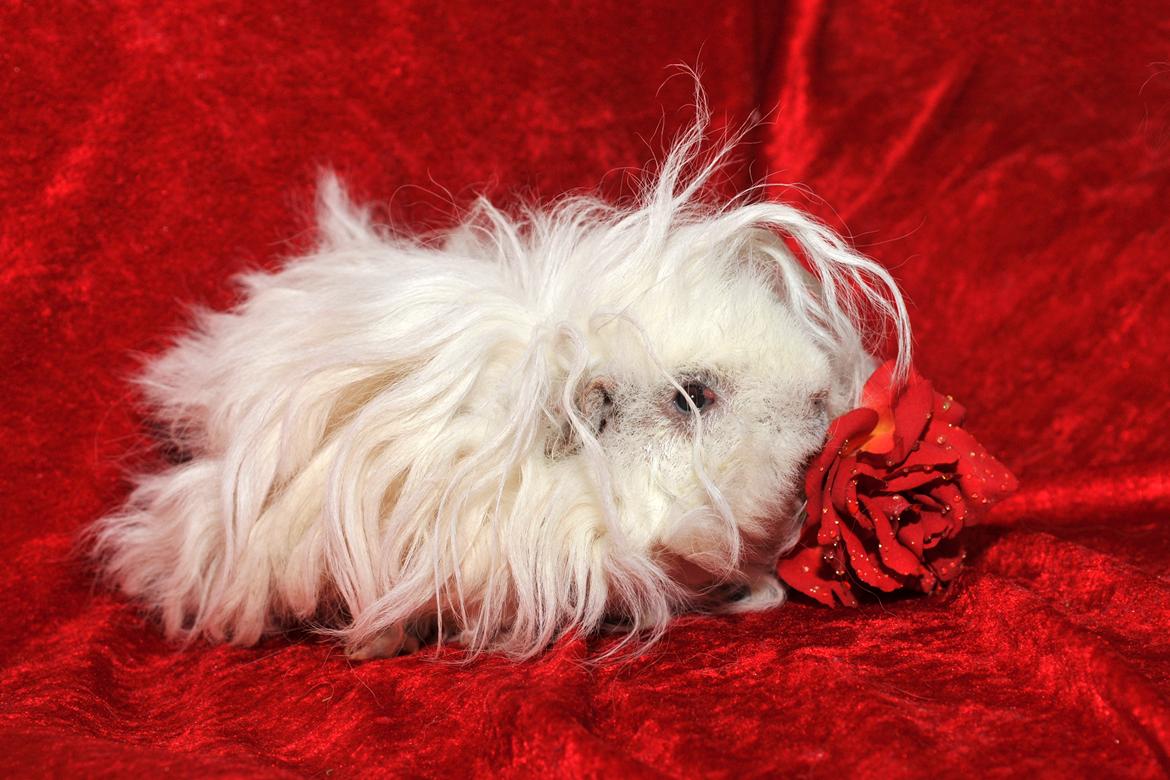 Marsvin Zniffie  billede 1