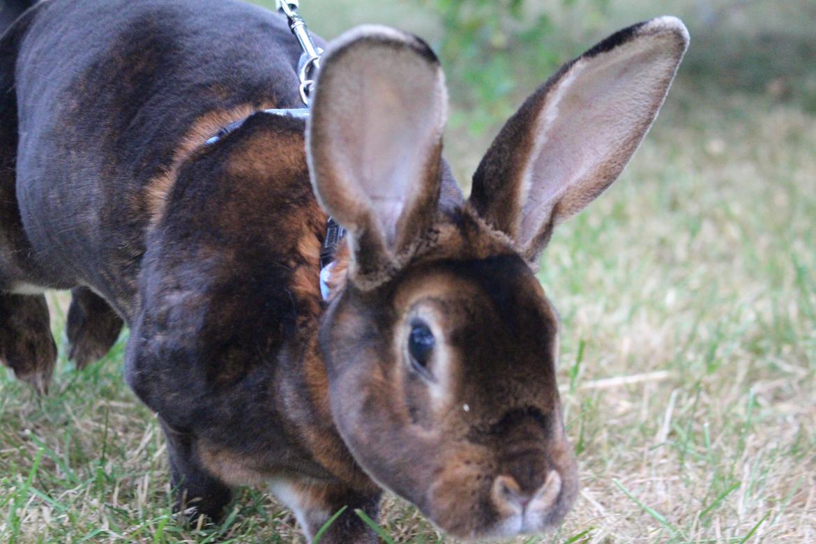 Kanin Moni billede 1