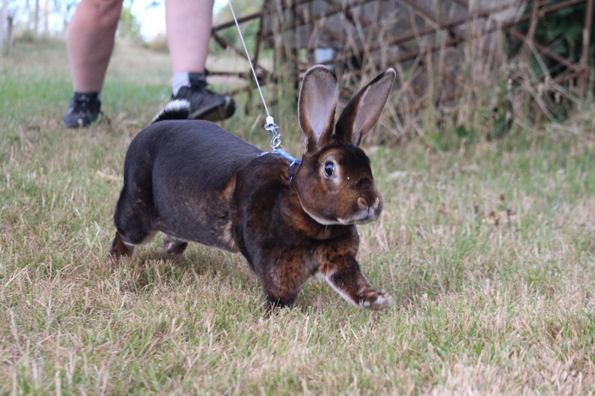 Kanin Moni billede 3