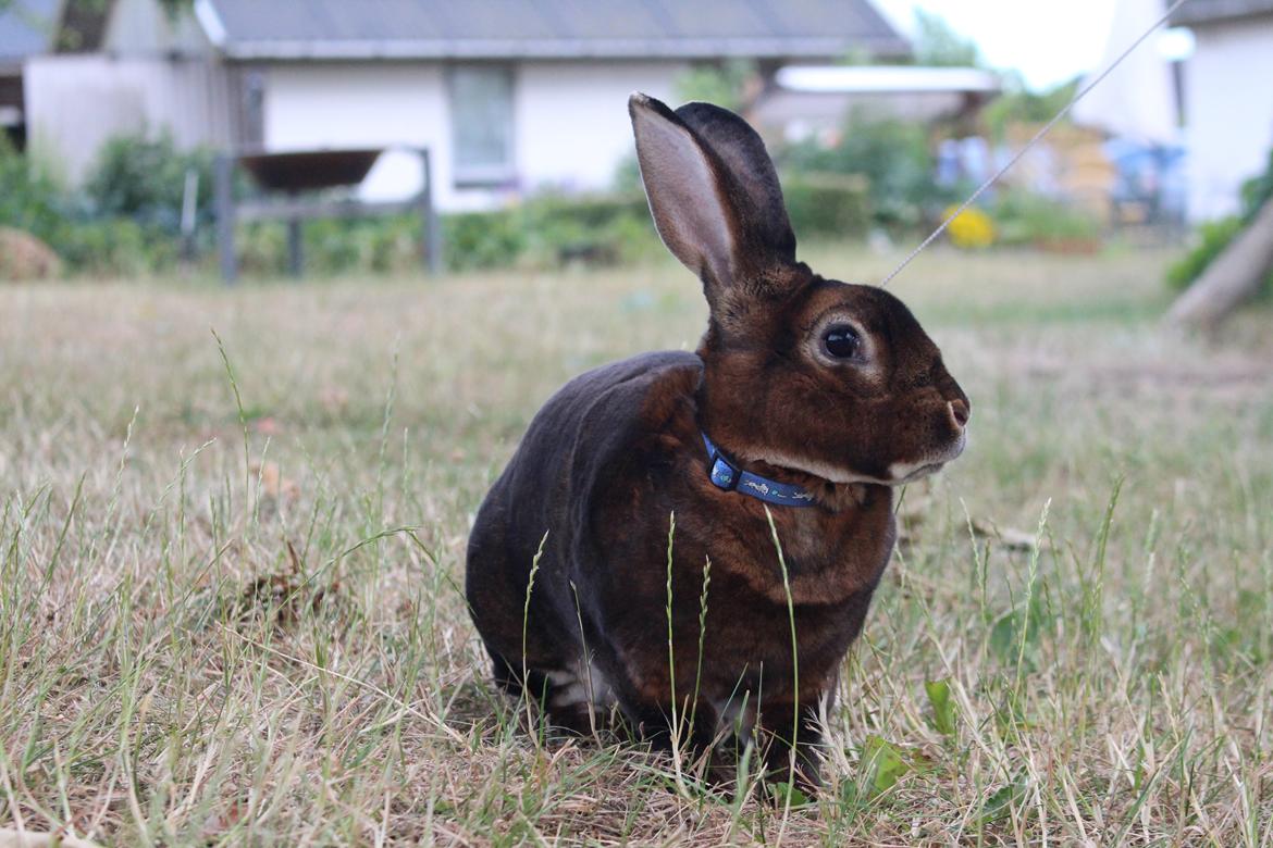 Kanin Moni billede 6